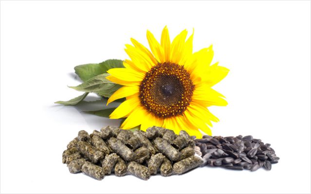 sunflower_meal640х400