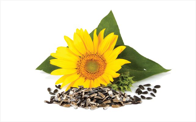 sunflower_shucks_640x400